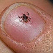 От печата: Бум на заразени с лаймска болест в страната