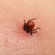 Ухапването от кърлеж крие многобройни рискове
