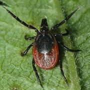 Vector-borne Infections in Horses from Southwestern Bulgaria: a Preliminary Report
