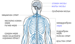 Болестта и нейният психологичен еквивалент или как мислите и емоциите ни влияят на здравето