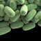 Сепсис предизвикан от Clostridium perfringens и фетална смърт след диагностична амниоцентеза