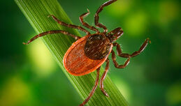 Кърлежи и кърлежово-преносими заболявания (Ticks and Tick-borne Diseases)