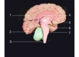 ПРОУЧВАНЕ ЗА ЛЕЧЕНИЕ С УМБЛИКАЛНИ КРЪВНИ КЛЕТКИ