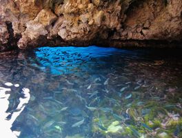 Наши учени ще изследват черноморски водорасли за здравни и козметични цели