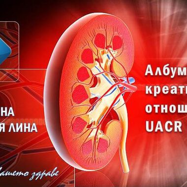 Албумин-креатининовото отношение има водеща роля при диагностиката на бъбречни заболявания и диабетна нефропатия