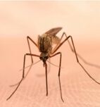 Нов случай на импортирана малария в София