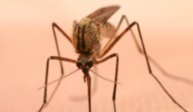 Нов случай на импортирана малария в София