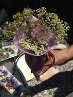 Празникът на билките в двора на музейна аптека "Хипократ"