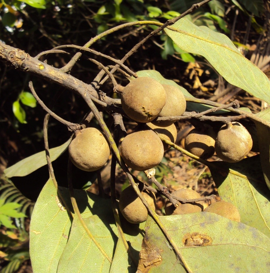 Terminalia belerica – безстрашно срещу кашлицата