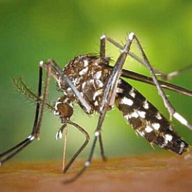 Zika-инфекция предадена по полов път. Първи сигурен случай - Тексас, САЩ