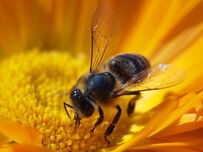 Защо заместихме лековития пчелен мед с отровна захар