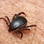 Във Варна е регистриран 1 случай на Лаймска болест, а друг пациент е с доказана Ку-треска