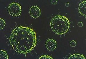 Combined Protective Effects of Oseltamivir and Biological Response Modulators against Influenza Virus Type A/H3N2 in Vivo