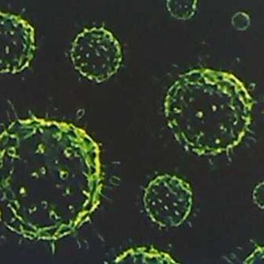 Combined Protective Effects of Oseltamivir and Biological Response Modulators against Influenza Virus Type A/H3N2 in Vivo