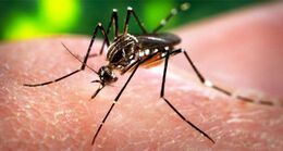 Зика, вендузи и опиати – най-търсените медицински теми онлайн за 2016 г.