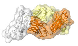 Stanford study ties milder COVID-19 symptoms to prior run-ins with other coronaviruses