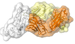 Stanford study ties milder COVID-19 symptoms to prior run-ins with other coronaviruses