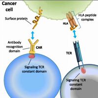 Cancer immunotherapy: the beginning of the end of cancer?