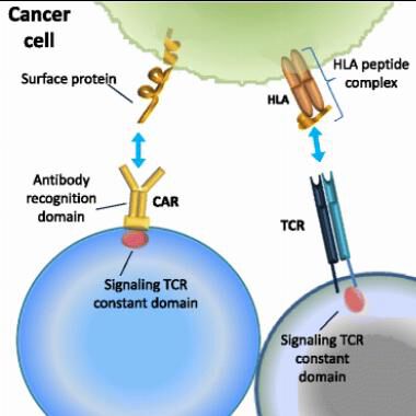 Cancer immunotherapy: the beginning of the end of cancer?