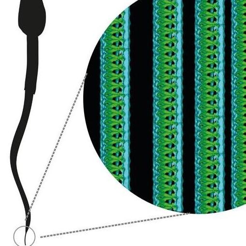New structure discovered in human sperm tails