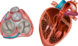 Modern heart valve diagnostics & therapy - VIDEO
