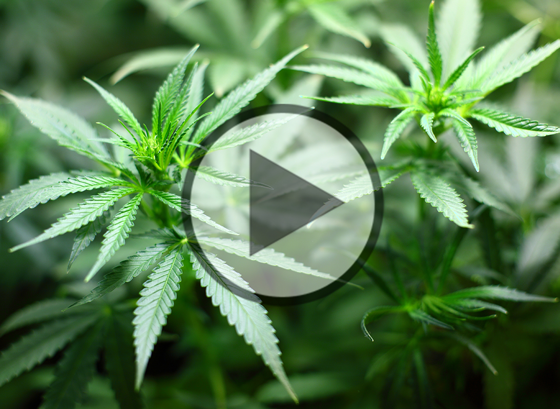 Cannabis in der Wahlarztpraxis - Video