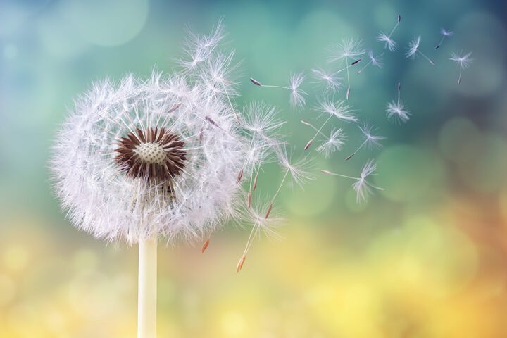 Pollen im Winter: Mildes Wetter wird für Pollenallergiker ein Thema