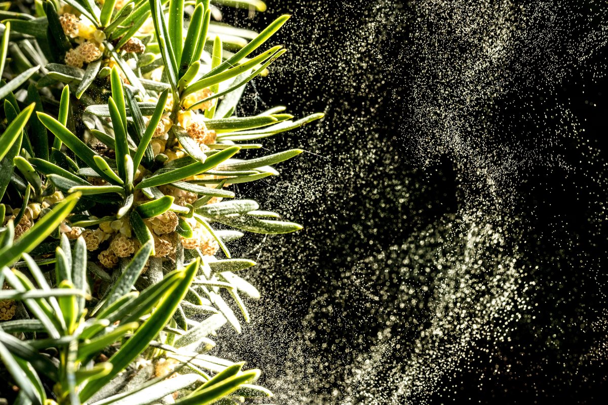 Achtung Pollen! Teil 2 - Der Heuschnupfen ganzheitlich
