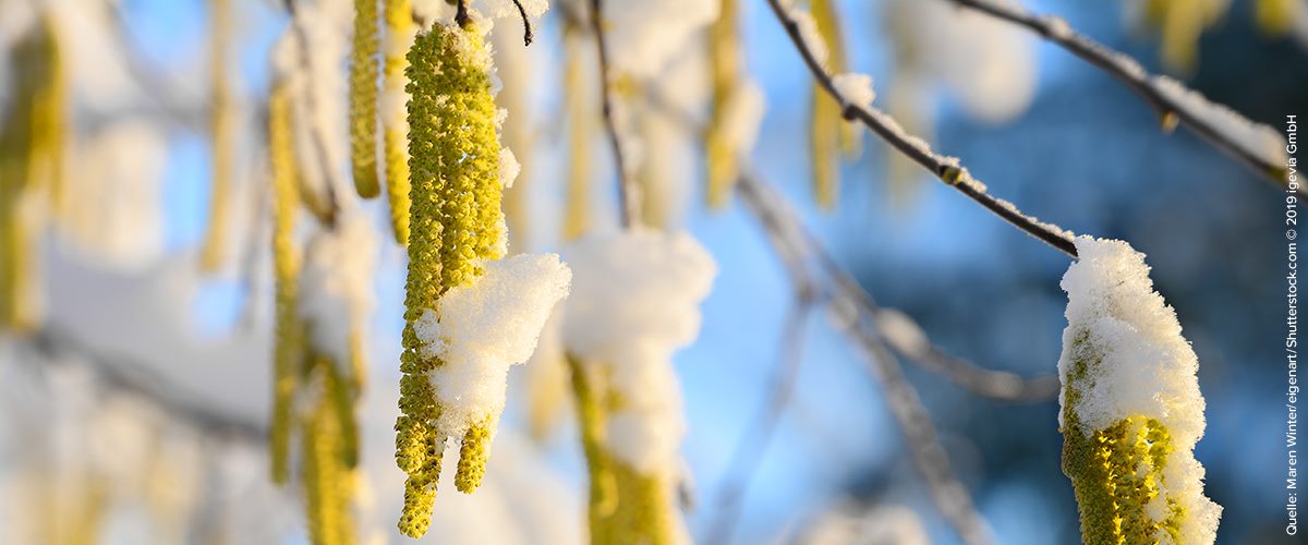 Frühblüher: Belastung naht
