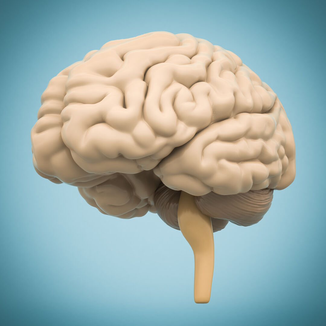 Risiko oder Sicherheit: Neuronale Aktivität im Gehirn lässt intuitive Entscheidungen vorhersagen