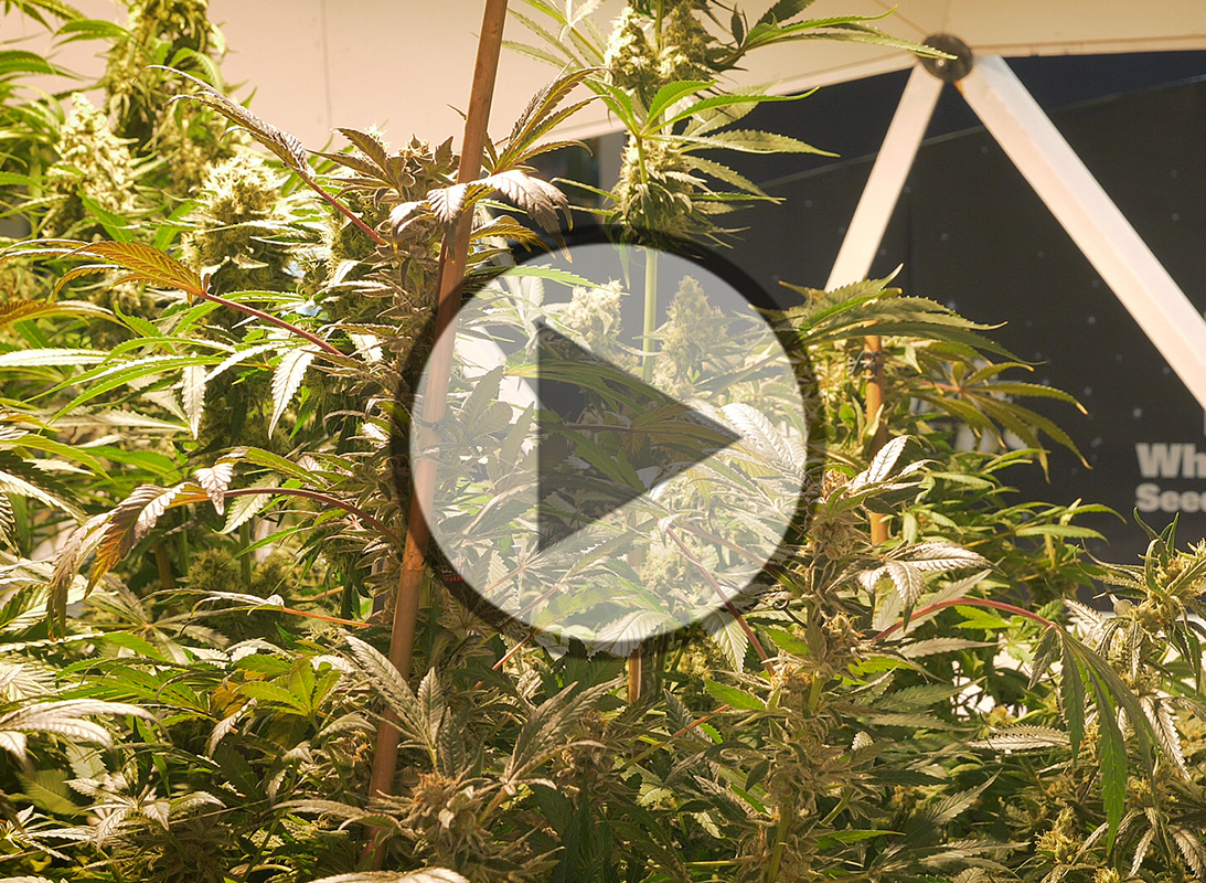 Cannabinoide in der ärztlichen Praxis - Video