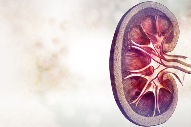 Gewebeübereinstimmung auf genomweiter Ebene führt zu längerem Erhalt eines Nierentransplantats