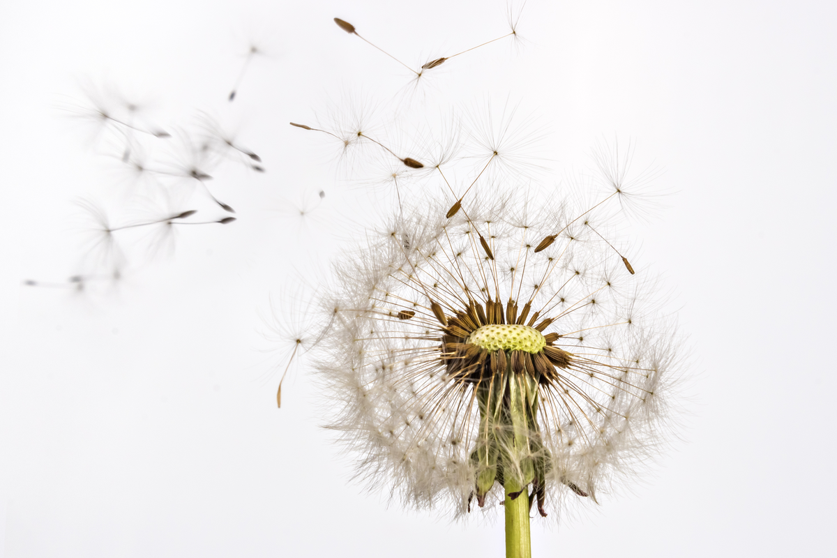 Gräserpollen-Allergie: weltweit erster wirksamer Impfstoff entwickelt