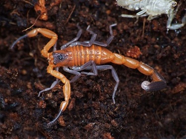 Cuba's scorpion pain remedy