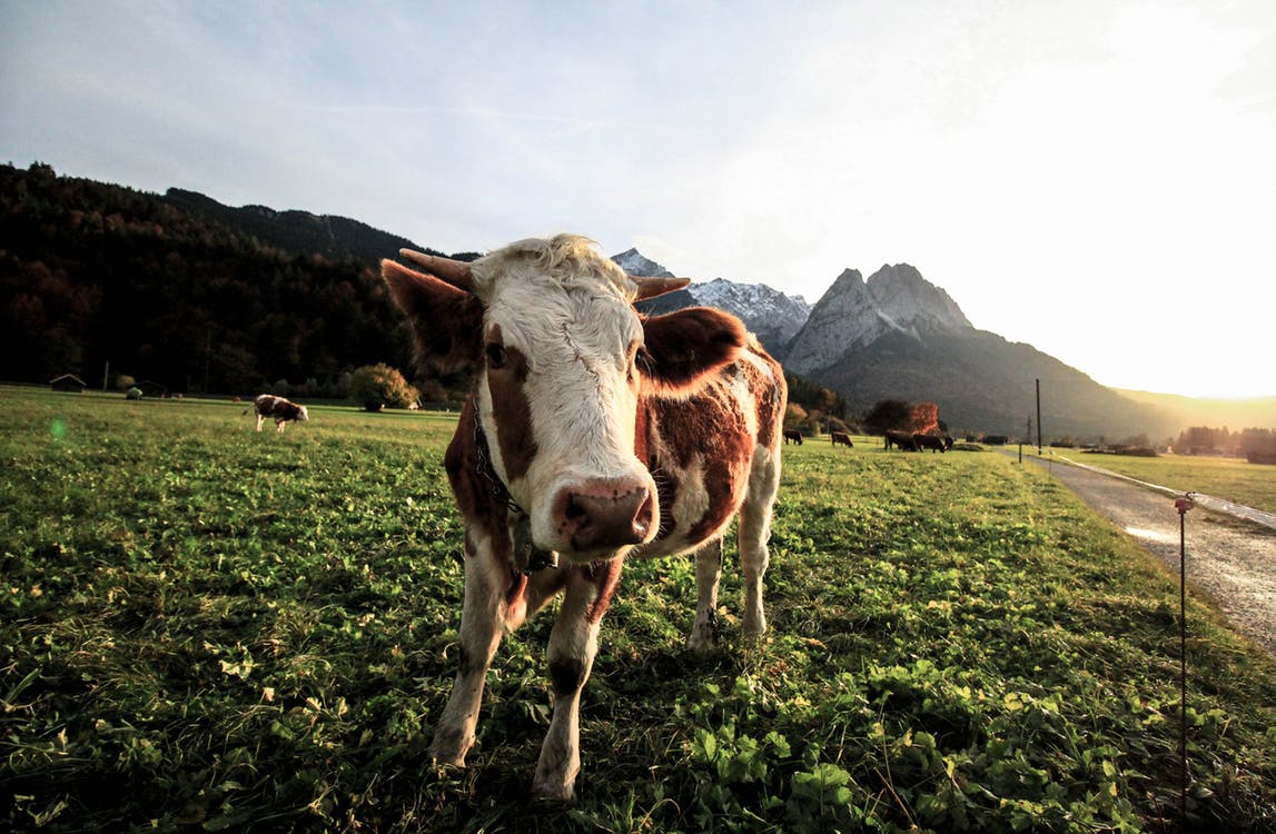 Brucellose-Seuchen-Verdacht in Oberösterreich