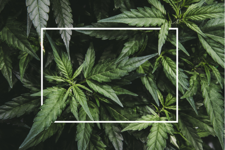 Online-Programm zur Cannabis-Konsumreduktion