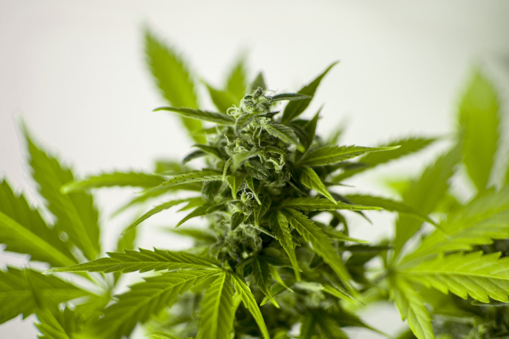 Cannabis aus staatlicher österreichischer Produktion