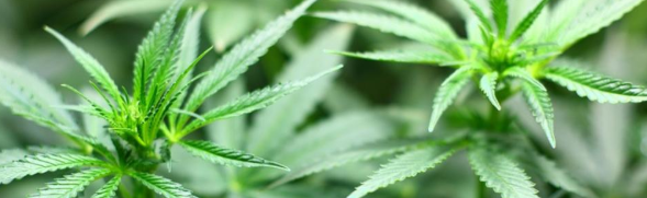 Deutsche Experten sehen Cannabis als Allheilmittel in der Schmerztherapie kritisch