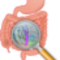 Beginnt die Gesundheit im Darm?
