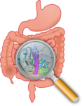 Beginnt die Gesundheit im Darm?