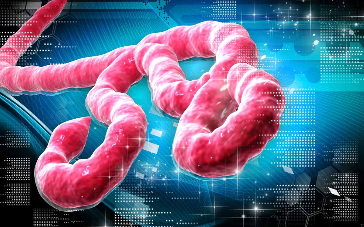 Ebola: Internationales Netzwerk entwirft Public-Health-Modelle für besseres Verständnis von Epidemien