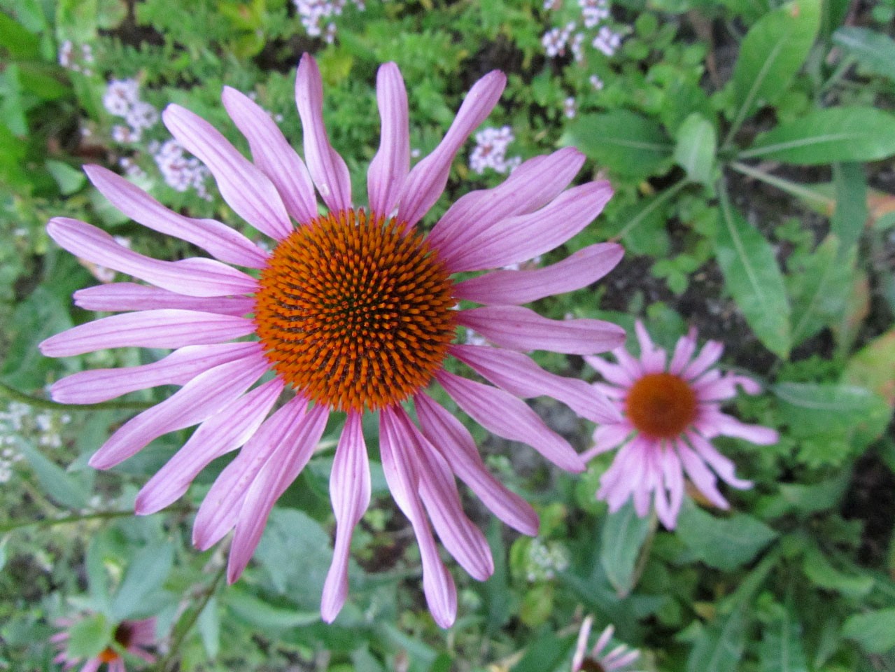 Infektabwehr mit Echinacea