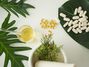 MedUni Wien streicht Wahlfach Homöopathie aus dem Lehrplan