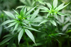 Psychiater warnt vor der Legalisierung von Cannabis