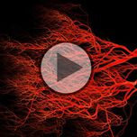 Mikrozirkulation im Fokus der Forschung - Video