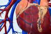 Chronische Herzinsuffizienz: Nicht jeder Betroffene spricht gleichermaßen auf ACE-Hemmer an