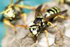 Insektengiftallergie – von lästig bis bedrohlich
