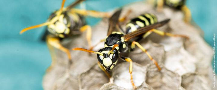 Insektengiftallergie – von lästig bis bedrohlich