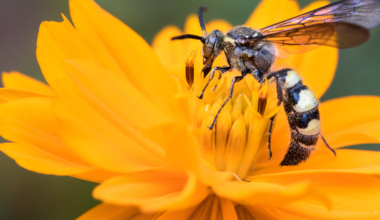 Schauermärchen ade: die häufigsten Mythen rund um Wespe und Hornisse im Fakten-Check