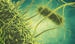 Forscher entdecken Abwehr-Mechanismus gegen Salmonellen